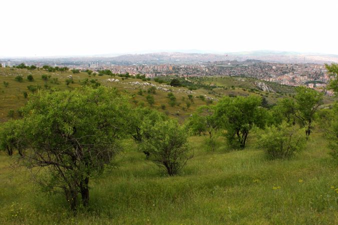 Ankara'ya İkinci Atatürk Orman Çiftliği! Mayıs Ayında Çalışmalar Başlıyor! 1