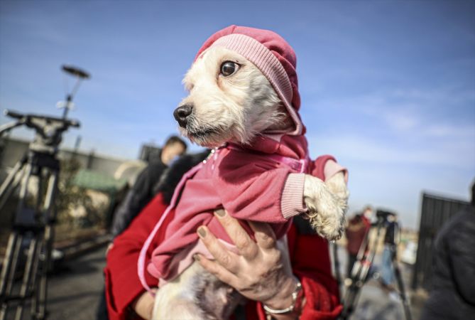 Ankara'da ses telleri kesilen köpeklerler sahiplendirilecek 12