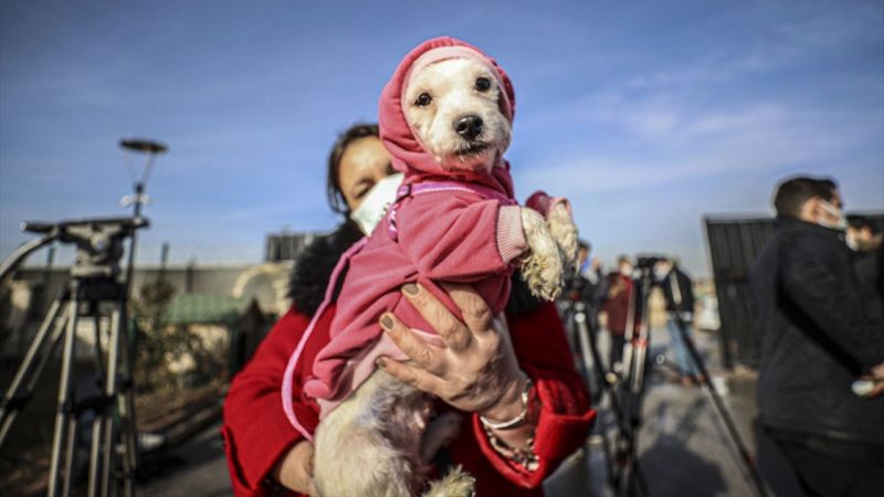 Ankara'da ses telleri kesilen köpeklerler sahiplendirilecek 11