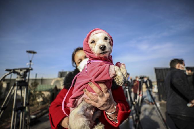 Ankara'da ses telleri kesilen köpeklerler sahiplendirilecek 21