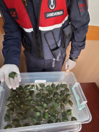 Ankara Şereflikoçhisar'da 100 adet kırmızı yanaklı su kaplumbağası ele geçirildi 3