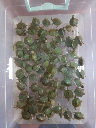 Ankara Şereflikoçhisar'da 100 adet kırmızı yanaklı su kaplumbağası ele geçirildi 4