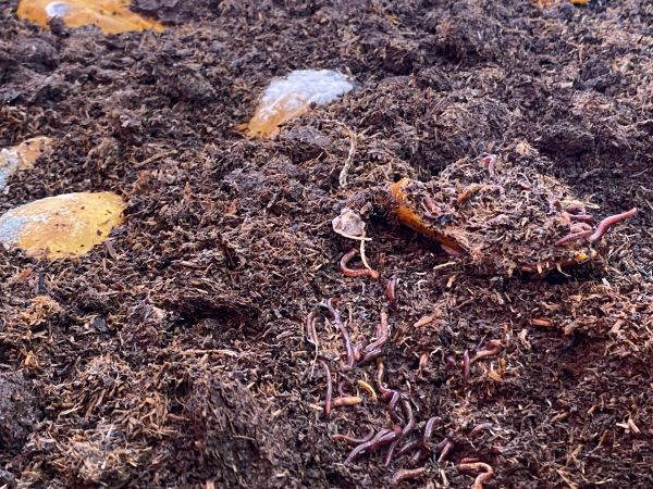 Ankara Sincan Belediyesi solucan gübresi ve kurtçuk üretimine başladı 2