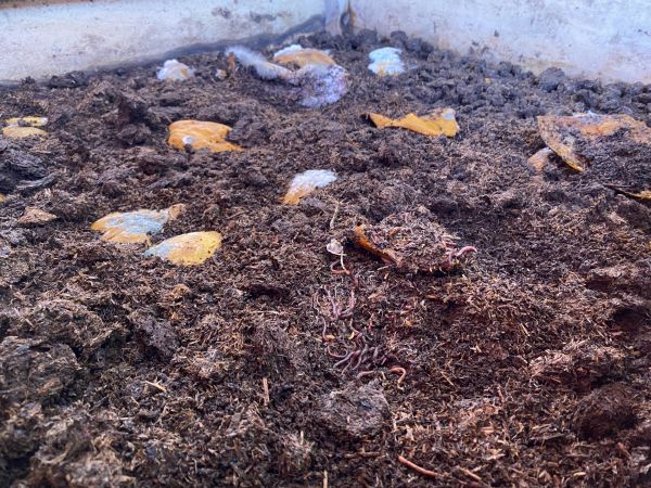 Ankara Sincan Belediyesi solucan gübresi ve kurtçuk üretimine başladı 1