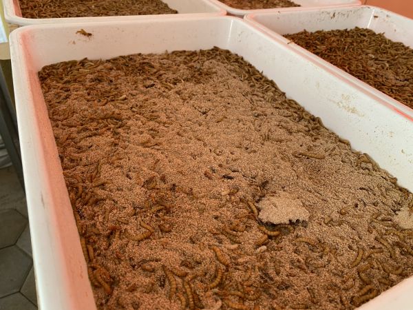 Ankara Sincan Belediyesi solucan gübresi ve kurtçuk üretimine başladı 3