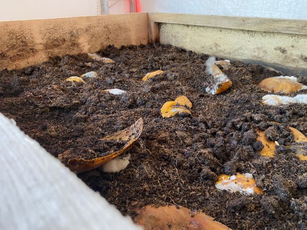 Ankara Sincan Belediyesi solucan gübresi ve kurtçuk üretimine başladı 4