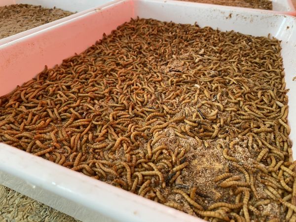 Ankara Sincan Belediyesi solucan gübresi ve kurtçuk üretimine başladı 5