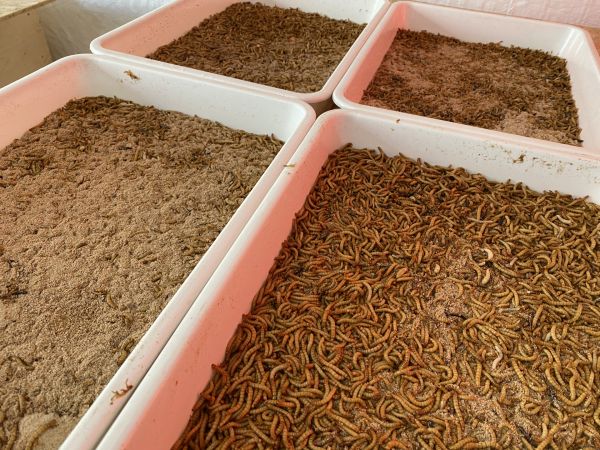 Ankara Sincan Belediyesi solucan gübresi ve kurtçuk üretimine başladı 6