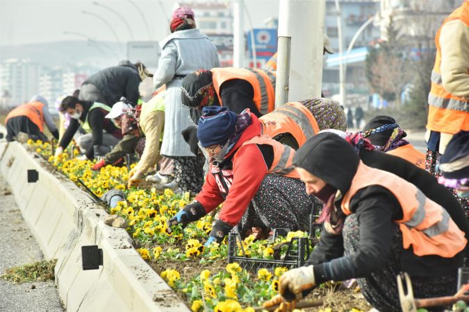 Ankara kış aylarında hercai menekşe kokacak! Başkent'in Kışı da Rengarenk 1