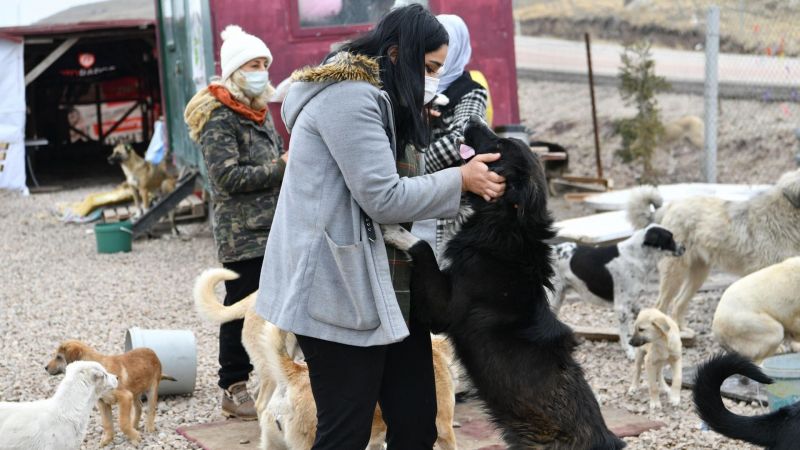 Ankara Mamak’ta Sokak Hayvanları Sahipsiz Değil 4