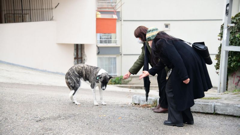 Ankara Mamak’ta Sokak Hayvanları Sahipsiz Değil 7
