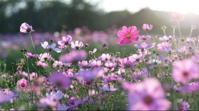 Birinci Cemre Ne Zaman Düşecek? 2021 Cemre Tarihleri? 1