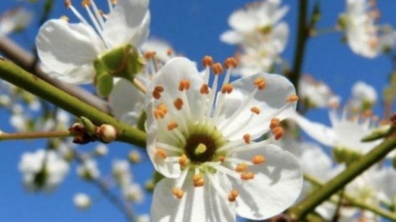 Birinci Cemre Ne Zaman Düşecek? 2021 Cemre Tarihleri? 3