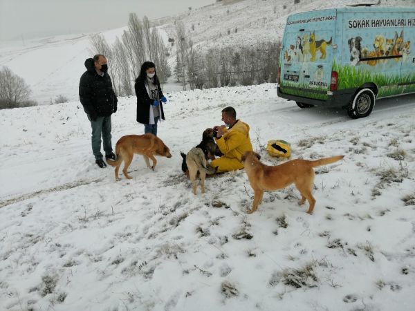 Pursaklar Belediyesi Soğuk Kış Günlerinde Can Dostlarını Yalnız Bırakmıyor 1