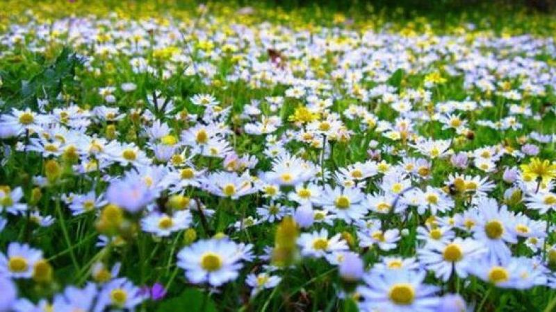 Cemre Ne Zaman Düşüyor? 2021 Cemre Tarihleri? 2