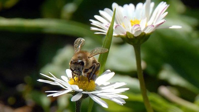 Cemre Ne Zaman Düşüyor? 2021 Cemre Tarihleri? 3