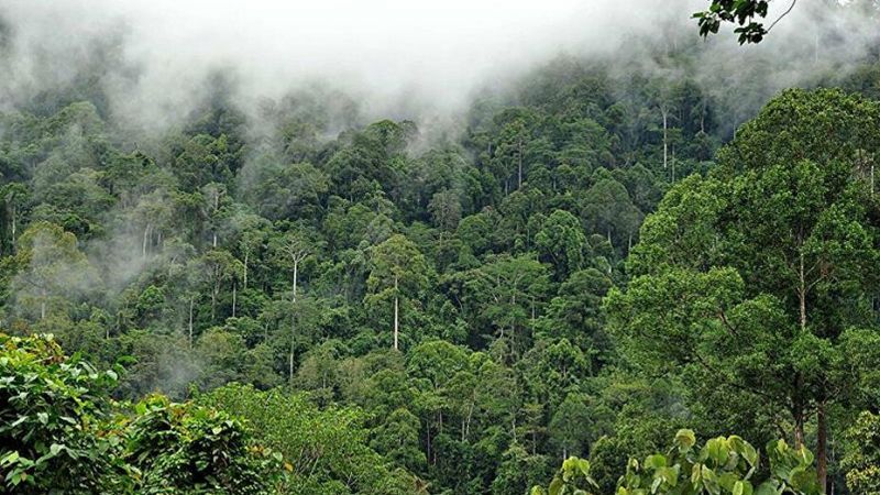 Amazon Ormanları Talan Ediliyor! Facebook Aracılık Ediyor! 2