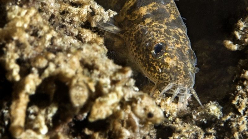 Tüm Bilim Dünyasının İlgisini Çekmişti! Van Gölü'nde Bulunan Balığın Türü Açıklandı 5