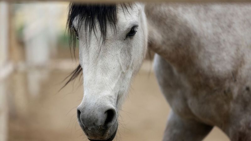 İran'da Kaşkay Türklerinin Yetiştirdiği Atlar Servet Değerinde! Tam 430 Bin Dolar Değer Biçildi 2
