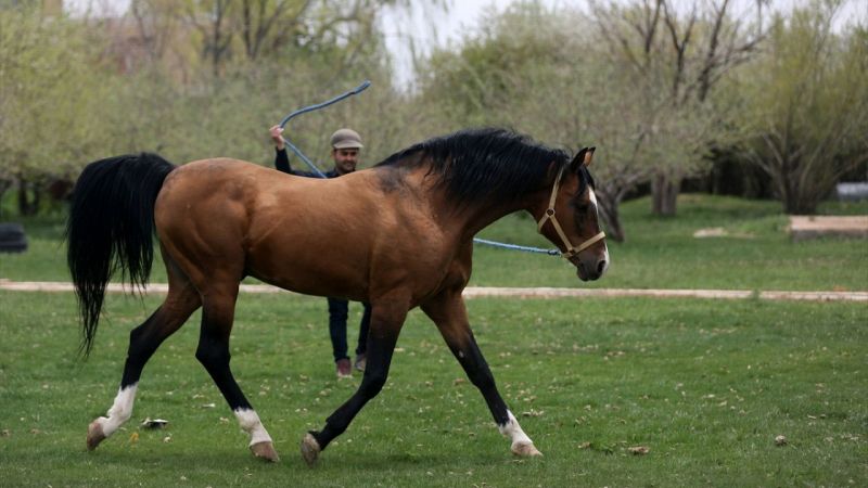 İran'da Kaşkay Türklerinin Yetiştirdiği Atlar Servet Değerinde! Tam 430 Bin Dolar Değer Biçildi 3
