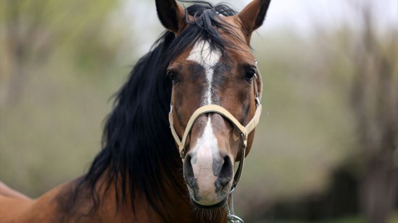 İran'da Kaşkay Türklerinin Yetiştirdiği Atlar Servet Değerinde! Tam 430 Bin Dolar Değer Biçildi 4