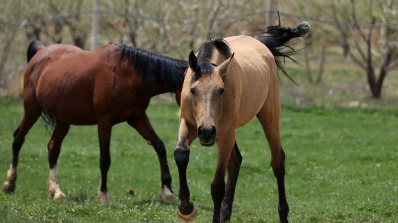 İran'da Kaşkay Türklerinin Yetiştirdiği Atlar Servet Değerinde! Tam 430 Bin Dolar Değer Biçildi 5