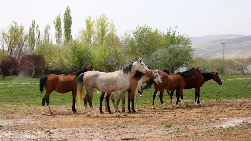 İran'da Kaşkay Türklerinin Yetiştirdiği Atlar Servet Değerinde! Tam 430 Bin Dolar Değer Biçildi 6