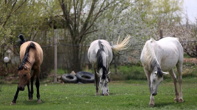 İran'da Kaşkay Türklerinin Yetiştirdiği Atlar Servet Değerinde! Tam 430 Bin Dolar Değer Biçildi 7