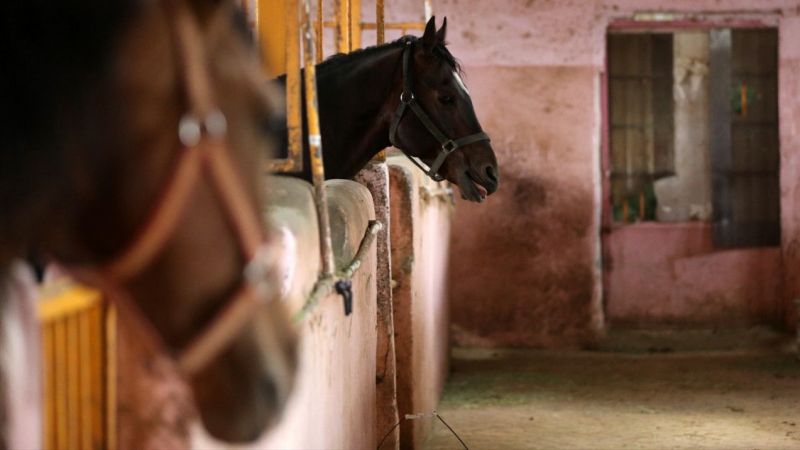 İran'da Kaşkay Türklerinin Yetiştirdiği Atlar Servet Değerinde! Tam 430 Bin Dolar Değer Biçildi 9