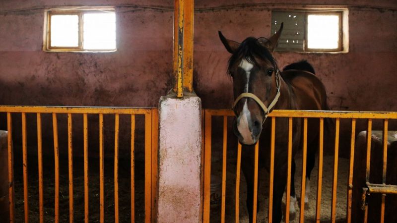 İran'da Kaşkay Türklerinin Yetiştirdiği Atlar Servet Değerinde! Tam 430 Bin Dolar Değer Biçildi 11
