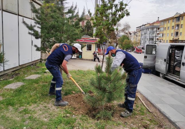Ankara'da Ağaçlandırma seferberliğinde vatandaş ve belediye işbirliği 6