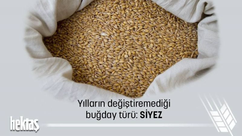 Yılların Değiştiremedi Buğday Türü 'Siyez!' Artık Türkiye'de Üretilecek! Tescillendi! 1