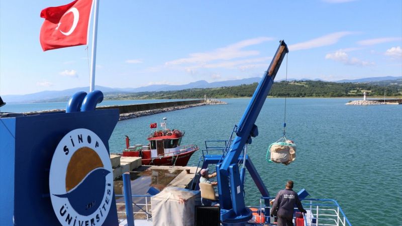 Karadeniz'de Popülasyon Kritik Seviyeye Ulaştı! Sinop'ta Özel Üretim Tesisi Kuruldu 5