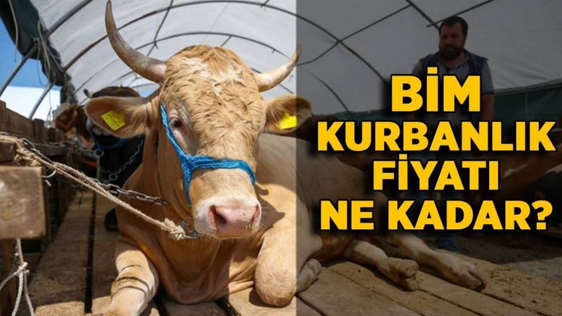 2021 BİM Kurbanlık Fiyatları! BİM Dana, Koç, Koyun Kurbanlık Fiyatları Ne Kadar? 1
