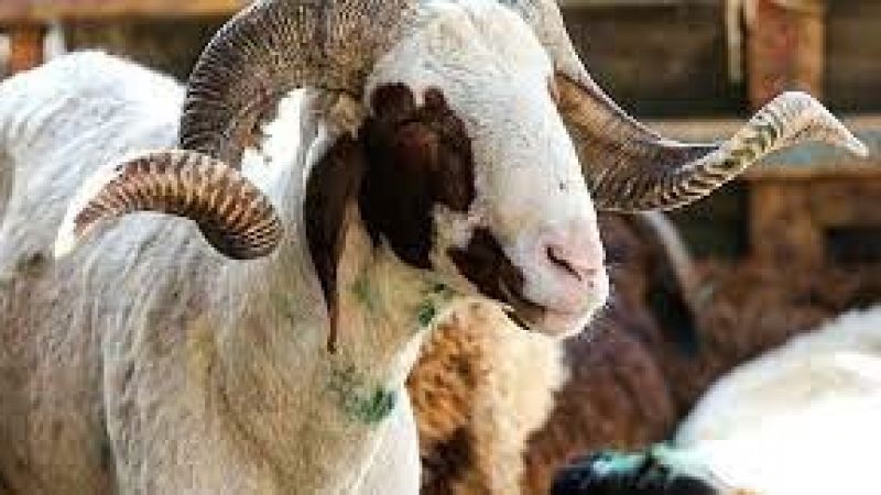 2021 BİM Kurbanlık Fiyatları! BİM Dana, Koç, Koyun Kurbanlık Fiyatları Ne Kadar? 2