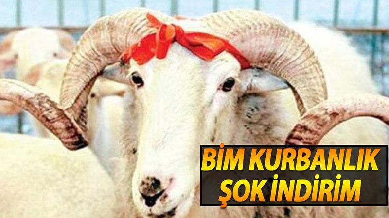 2021 BİM Kurbanlık Fiyatları! BİM Dana, Koç, Koyun Kurbanlık Fiyatları Ne Kadar? 3
