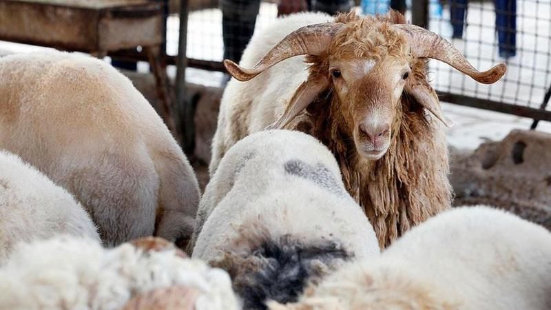 Sözlü, Yazılı Kurban Vekaleti Nasıl Verilir? 2021 Kurban Vekalet Ücreti Ne Kadar? 3