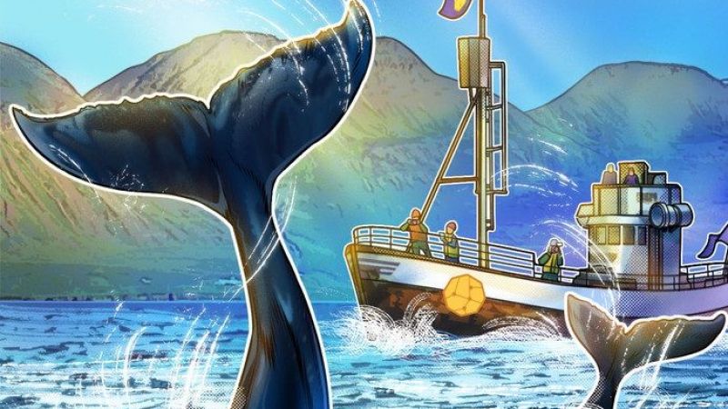 Bitcoin Balinalarına Neler Oluyor! Madencilik Zorluğunun Düşüşü Harekete Geçmelerini Sağladı! 2