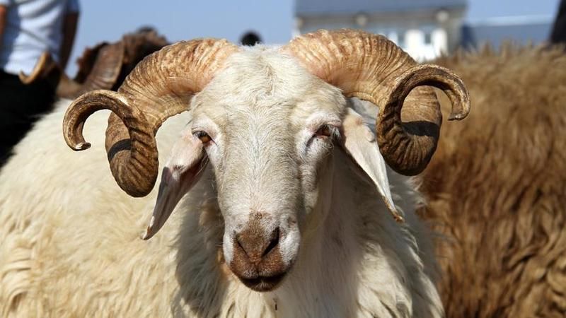 Kurban Kesmek Kimlere Farzdır? Kurban Kesmek İçin Ne Kadar Mal Varlığı Olması Gerekir? 3