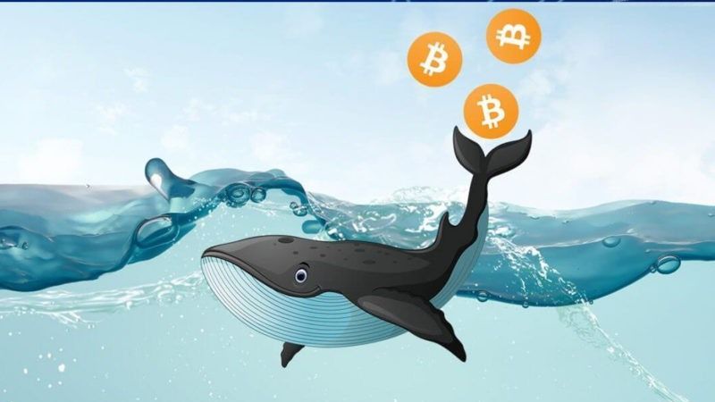 Balinalar Harekete Geçti! Bitcoin Topluyorlar! Alımlar Neyin Habercisi? 1