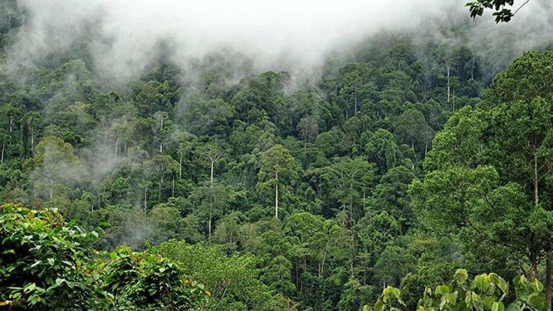 Araştırma Şok Etti! Amazon Ormanları Dünyaya Zarar Vermeye Mi Başladı? 3