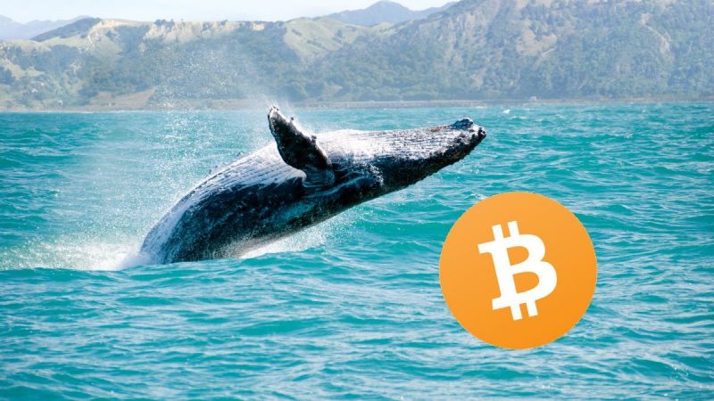 Yükseliş Hareketi Başladı! Balinalar Şimdi Ne Yapıyor? Bitcoin, Ripple ve Ethereum'da Neler Oluyor? 1