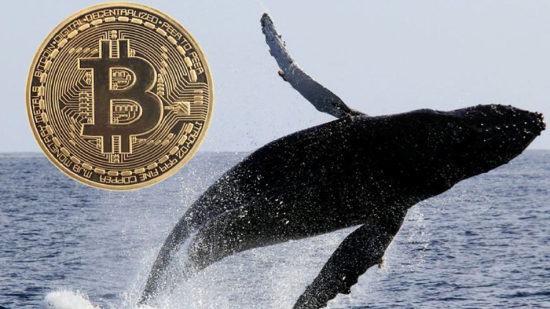 Balinalar Hareketlendi! Bitcoin'in Zirveye Koşması İle Binlerce BTC Transfer Ettiler! Bu Ne Anlama Geliyor? 1