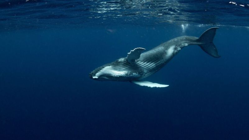 Ethereum 2.0 Balinaların Alışkanlıklarını Değiştirdi! Balinalar Neden Yatırım Yapıyor? İşte Detaylar... 1
