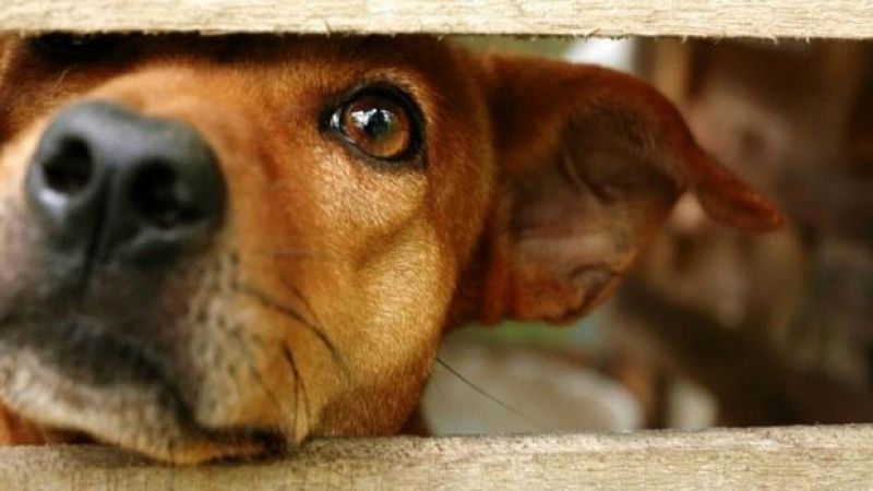 26 Ağustos Dünya Köpek Günü Nedir? Dünya Köpek Günü Nasıl Ve Ne Zaman Ortaya Çıktı? 2