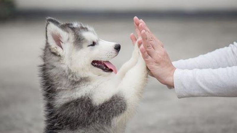 26 Ağustos Dünya Köpek Günü Nedir? Dünya Köpek Günü Nasıl Ve Ne Zaman Ortaya Çıktı? 3