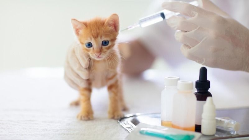 Kedi Ve Köpek Aşı Takvimi Nedir? Ankara'da Kedi Ve Köpek Aşı Fiyatları Ne Kadar? Kedi Ve Köpeğe Hangi Aşılar Yapılmalı? 2
