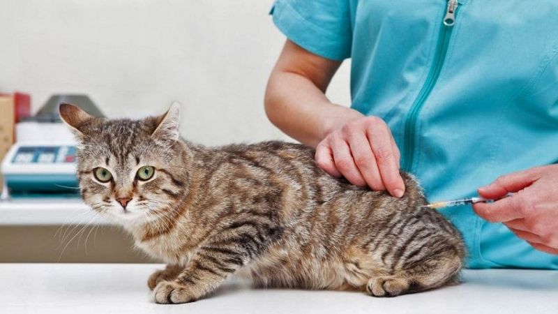 Kedi Ve Köpek Aşı Takvimi Nedir? Ankara'da Kedi Ve Köpek Aşı Fiyatları Ne Kadar? Kedi Ve Köpeğe Hangi Aşılar Yapılmalı? 1