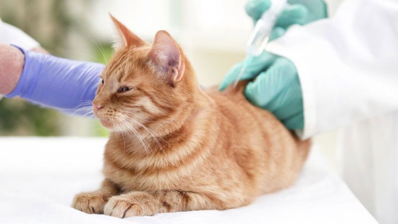 Kedi Ve Köpek Aşı Takvimi Nedir? Ankara'da Kedi Ve Köpek Aşı Fiyatları Ne Kadar? Kedi Ve Köpeğe Hangi Aşılar Yapılmalı? 3