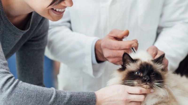 Kedi Ve Köpek Aşı Takvimi Nedir? Ankara'da Kedi Ve Köpek Aşı Fiyatları Ne Kadar? Kedi Ve Köpeğe Hangi Aşılar Yapılmalı? 4